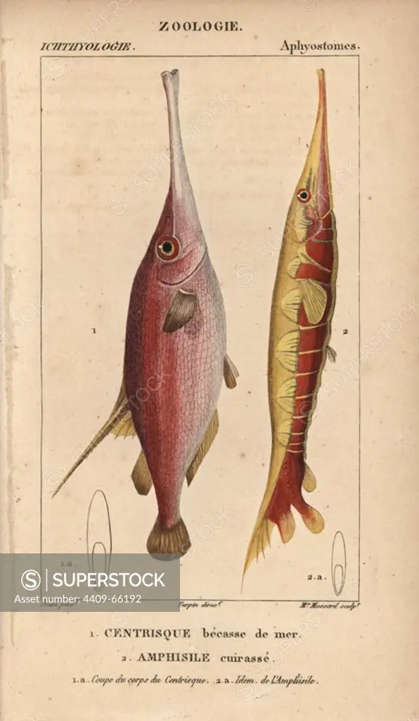 Snipe or trumpet fish, Macroramphosus scolopax, Centrisque becasse de mer and Grooved razorfish, Centriscus scutatus, Amphisile cuirasse. Handcoloured copperplate stipple engraving from Jussieu's "Dictionnaire des Sciences Naturelles" 1816-1830. The volumes on fish and reptiles were edited by Hippolyte Cloquet, natural historian and doctor of medicine. Illustration by J.G. Pretre, engraved by Massard, directed by Turpin, and published by F. G. Levrault. Jean Gabriel Pretre (1780~1845) was painter of natural history at Empress Josephine's zoo and later became artist to the Museum of Natural History.