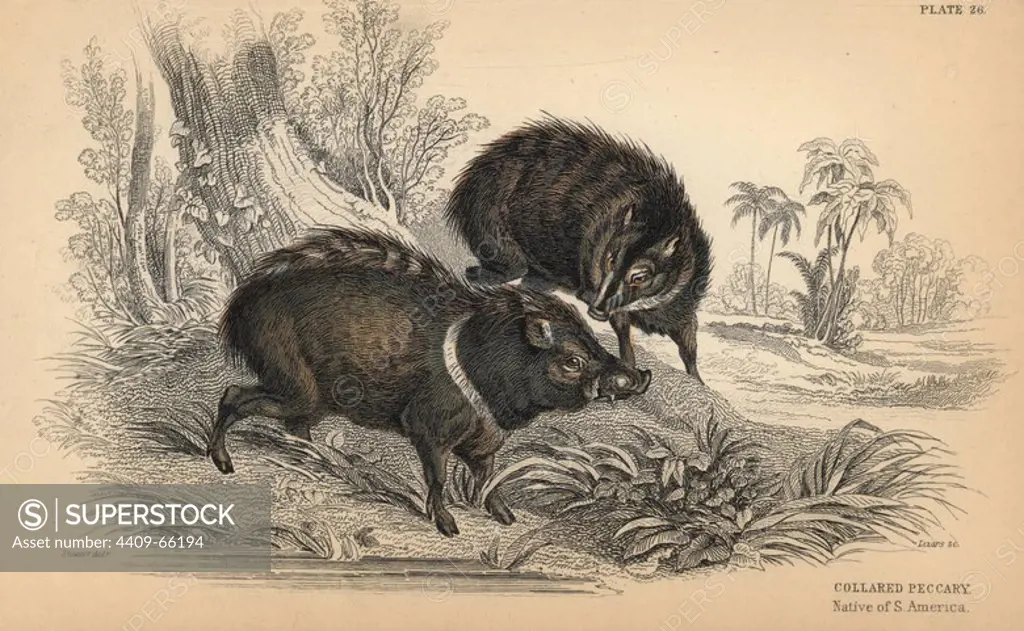 Collared peccary, Pecari tajacu, native of South America. Handcoloured engraving on steel by William Lizars from a drawing by James Stewart from Sir William Jardine's "Naturalist's Library: Mammalia, Pachydermes or Thick-Skinned Quadrupeds" published by W. H. Lizars, Edinburgh, 1836.