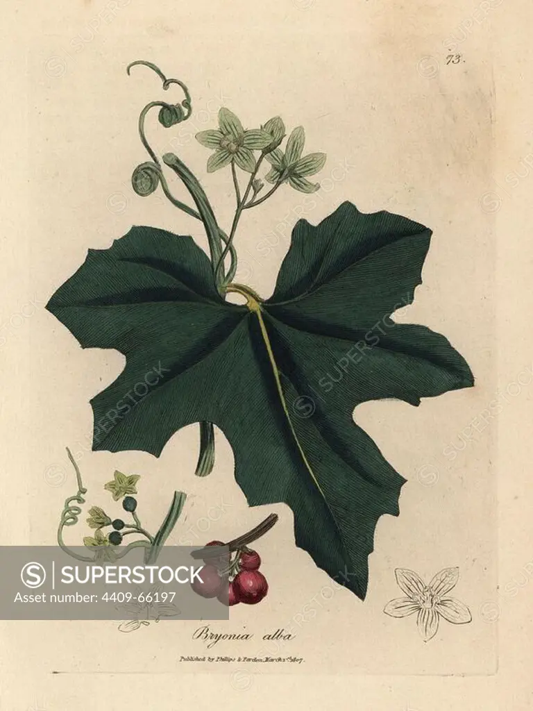 White flowered bryony with red berries, Bryonia alba. Handcolored copperplate engraving from a botanical illustration by James Sowerby from William Woodville and Sir William Jackson Hooker's "Medical Botany" 1832. The tireless Sowerby (1757-1822) drew over 2,500 plants for Smith's mammoth "English Botany" (1790-1814) and 440 mushrooms for "Coloured Figures of English Fungi " (1797) among many other works.