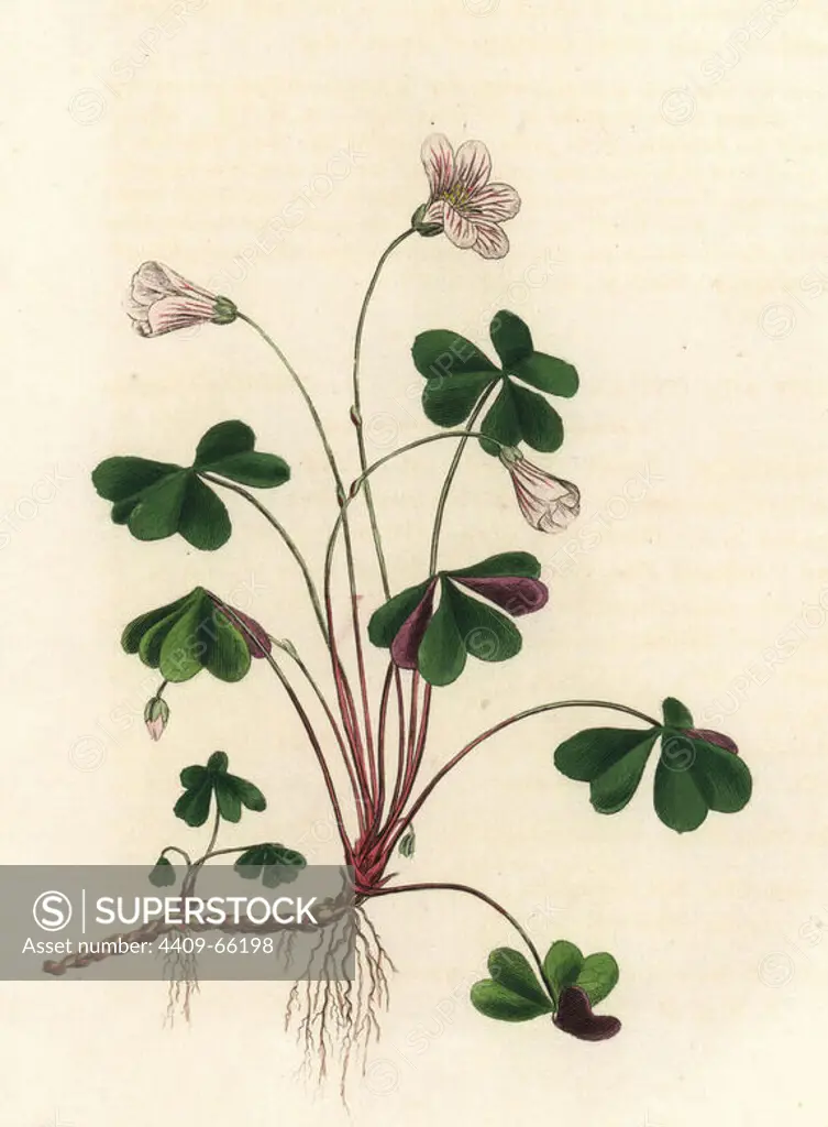 Woodsorrel, Oxalis acetosella. Handcoloured copperplate engraving from a botanical illustration by James Sowerby from William Woodville and Sir William Jackson Hooker's "Medical Botany," John Bohn, London, 1832. The tireless Sowerby (1757-1822) drew over 2, 500 plants for Smith's mammoth "English Botany" (1790-1814) and 440 mushrooms for "Coloured Figures of English Fungi " (1797) among many other works.
