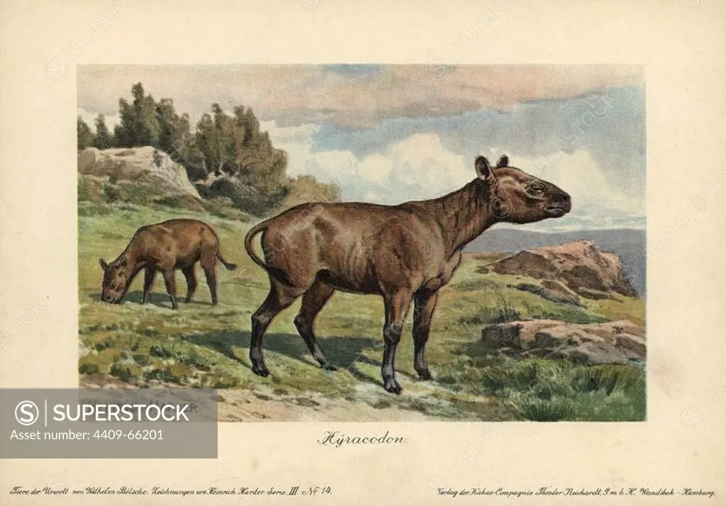 Hyracodon, an extinct genus of fast-running, pony-like mammal. Colour printed (chromolithograph) illustration by Heinrich Harder from "Tiere der Urwelt" Animals of the Prehistoric World, 1916, Hamburg. Heinrich Harder (1858-1935) was a German landscape artist and book illustrator. From a series of prehistoric creature cards published by the Reichardt Cocoa company. Natural historian Wilhelm Bolsche wrote the descriptive text.