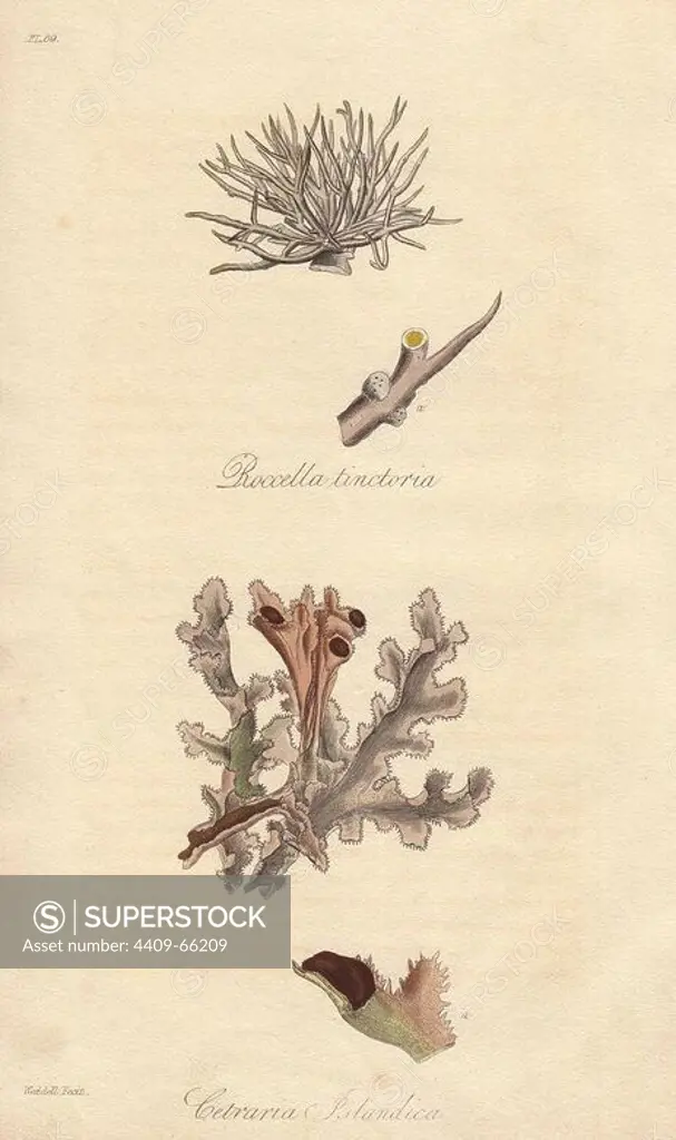 Roccella tinctoria, and Iceland moss, Cetraria islandica. Handcoloured botanical illustration drawn and engraved on steel by Weddell from John Stephenson and James Morss Churchill's "Medical Botany: or Illustrations and descriptions of the medicinal plants of the London, Edinburgh, and Dublin pharmacopias," John Churchill, London, 1831.