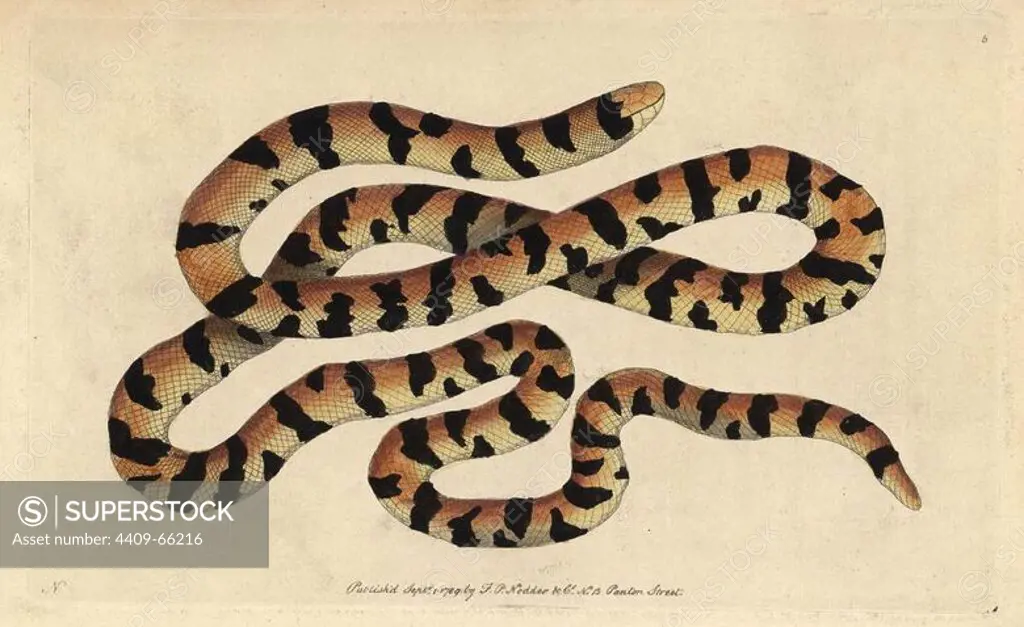 Painted snake, false coral snake, pipe snake. Anguis scytale (Anilius scytale). Illustration signed by N (Frederick Nodder).. Handcolored copperplate engraving from George Shaw and Frederick Nodder's "Naturalist's Miscellany" (1790).. Frederick Polydore Nodder (1751~1801) was a gifted natural history artist and engraver. Nodder honed his draftsmanship working on Captain Cook and Joseph Banks' Florilegium and engraving Sydney Parkinson's sketches of Australian plants. He was made "botanic painter to her majesty" Queen Charlotte in 1785. Nodder also drew the botanical studies in Thomas Martyn's Flora Rustica (1792) and 38 Plates (1799). Most of the 1,064 illustrations of animals, birds, insects, crustaceans, fishes, marine life and microscopic creatures for the Naturalist's Miscellany were drawn, engraved and published by Frederick Nodder's family. Frederick himself drew and engraved many of the copperplates until his death. His wife Elizabeth is credited as publisher on the volumes aft