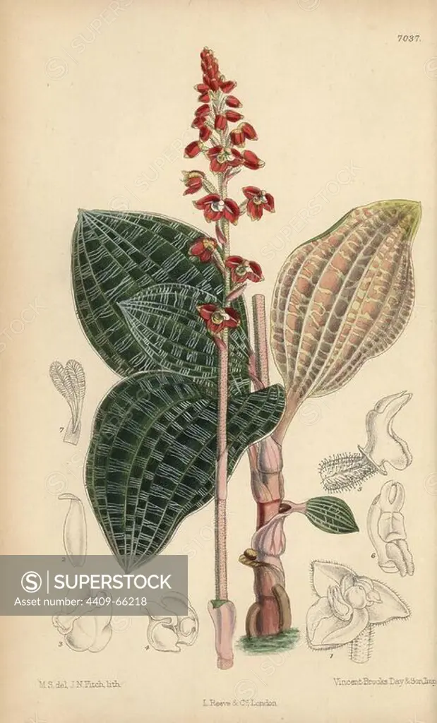 Macodes javanica, native of Java, Indonesia. Hand-coloured botanical illustration drawn by Matilda Smith and lithographed by J.N. Fitch from Joseph Dalton Hooker's "Curtis's Botanical Magazine," 1889, L. Reeve & Co. A second-cousin and pupil of Sir Joseph Dalton Hooker, Matilda Smith (1854-1926) was the main artist for the Botanical Magazine from 1887 until 1920 and contributed 2,300 illustrations.