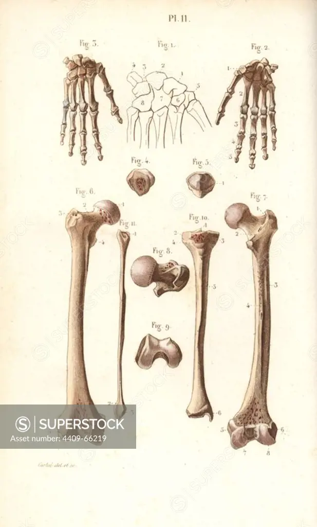 Hand, hip and leg bones: femur and tibia. Handcolored steel engraving by Corbie of a drawing by Corbie from Dr. Joseph Nicolas Masse's "Petit Atlas complet d'Anatomie descriptive du Corps Humain," Paris, 1864, published by Mequignon-Marvis. Masse's "Pocket Anatomy of the Human Body" was first published in 1848 and went through many editions.
