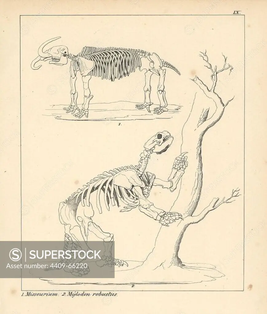 Skeleton of the American mastodon, Mammut americanum, Missourium, and extinct giant ground sloth, Mylodon robustus. Lithograph by an unknown artist from Dr. F.A. Schmidt's "Petrefactenbuch," published in Stuttgart, Germany, 1855 by Verlag von Krais & Hoffmann. Dr. Schmidt's "Book of Petrification" introduced fossils and palaeontology to both the specialist and general reader.