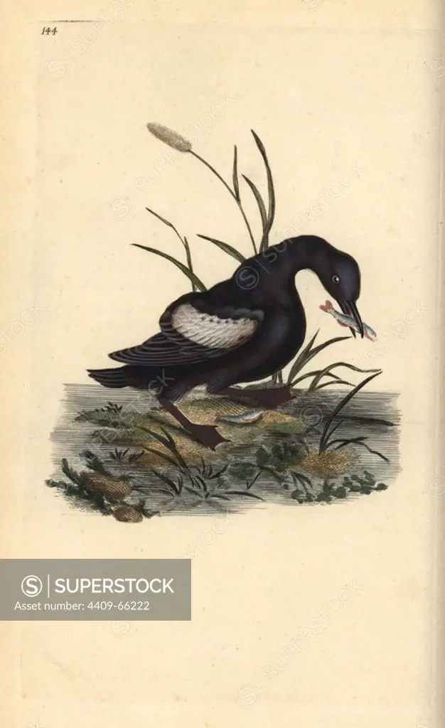 Black guillemot or tystie, Cepphus grylle, with fish in its beak. Handcoloured copperplate drawn and engraved by Edward Donovan from his own "Natural History of British Birds," London, 1794-1819. Edward Donovan (1768-1837) was an Anglo-Irish amateur zoologist, writer, artist and engraver. He wrote and illustrated a series of volumes on birds, fish, shells and insects, opened his own museum of natural history in London, but later he fell on hard times and died penniless.