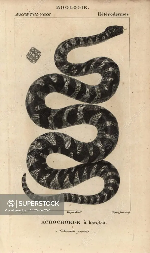 Little filesnake, acrochorde a bandes, Acrochordus granulatus. Handcoloured copperplate stipple engraving from Jussieu's "Dictionnaire des Sciences Naturelles" 1816-1830. The volumes on fish and reptiles were edited by Hippolyte Cloquet, natural historian and doctor of medicine. Illustration by J.G. Pretre, engraved by Boquet junior, directed by Turpin, and published by F. G. Levrault. Jean Gabriel Pretre (1780~1845) was painter of natural history at Empress Josephine's zoo and later became artist to the Museum of Natural History.