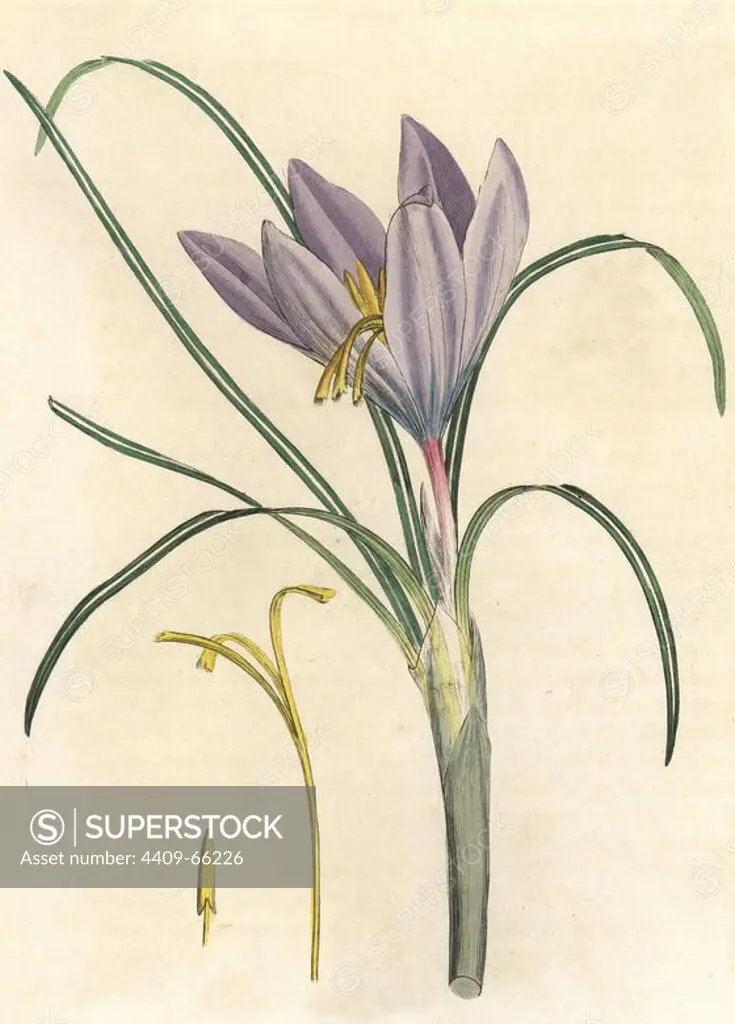 Leaves, purple flowers and yellow antherae of the Saffron crocus, Crocus sativus. Handcolored copperplate engraving from a botanical illustration by James Sowerby from William Woodville and Sir William Jackson Hooker's "Medical Botany" 1832. The tireless Sowerby (1757-1822) drew over 2,500 plants for Smith's mammoth "English Botany" (1790-1814) and 440 mushrooms for "Coloured Figures of English Fungi " (1797) among many other works.