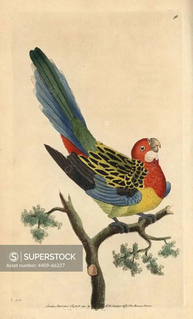 Eastern rosella, Platycercus eximius. Illustration signed SN (George Shaw and Frederick Nodder).. Handcolored copperplate engraving from George Shaw and Frederick Nodder's "The Naturalist's Miscellany" 1792.. Frederick Polydore Nodder (1751~1801) was a gifted natural history artist and engraver. Nodder honed his draftsmanship working on Captain Cook and Joseph Banks' Florilegium and engraving Sydney Parkinson's sketches of Australian plants. He was made "botanic painter to her majesty" Queen Charlotte in 1785. Nodder also drew the botanical studies in Thomas Martyn's Flora Rustica (1792) and 38 Plates (1799). Most of the 1,064 illustrations of animals, birds, insects, crustaceans, fishes, marine life and microscopic creatures for the Naturalist's Miscellany were drawn, engraved and published by Frederick Nodder's family. Frederick himself drew and engraved many of the copperplates until his death. His wife Elizabeth is credited as publisher on the volumes after 1801. Their son Richard