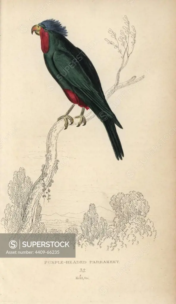 Blue crowned lorikeet, Vini australis. Purple-headed parrakeet, Psittacus porphyrocephela. Hand-coloured steel engraving by Joseph Kidd from Sir Thomas Dick Lauder and Captain Thomas Brown's "Miscellany of Natural History: Parrots," Edinburgh, 1833. The Miscellany was intended to be a multi-volume series, but was brought to an abrupt halt after only the second volume on cats when John Audubon complained about the unauthorized use of his illustrations.