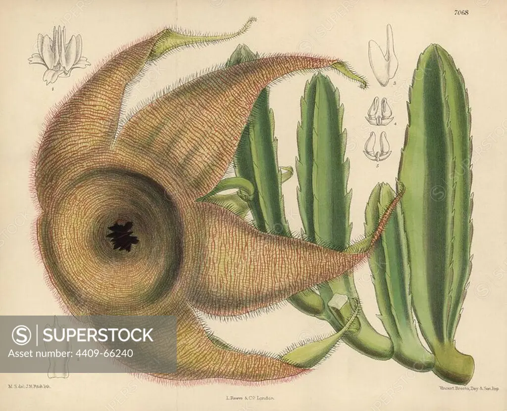 Stapelia gigantea, giant carrion flower from Zululand and Namaqua Land, South Africa. Hand-coloured botanical illustration drawn by Matilda Smith and lithographed by J.N. Fitch from Joseph Dalton Hooker's "Curtis's Botanical Magazine," 1889, L. Reeve & Co. A second-cousin and pupil of Sir Joseph Dalton Hooker, Matilda Smith (1854-1926) was the main artist for the Botanical Magazine from 1887 until 1920 and contributed 2,300 illustrations.