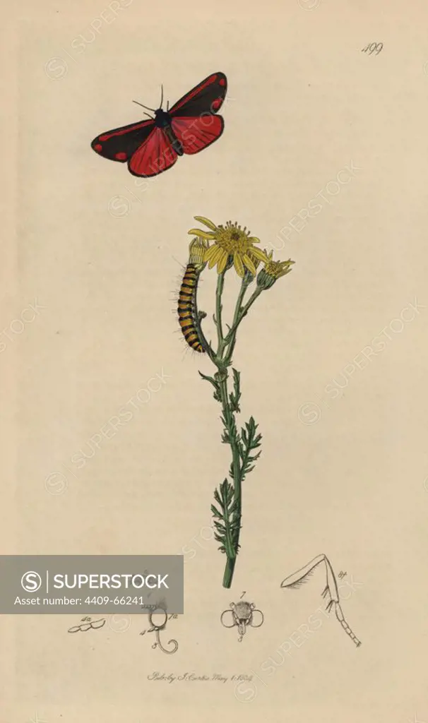 Callimorpha jacobaeae, Tyria jacobaeae, Pink Underwing or Cinnabar moth and caterpillar, with common ragwort, Senecio jacobaea. Handcoloured copperplate drawn and engraved by John Curtis for his own "British Entomology, being Illustrations and Descriptions of the Genera of Insects found in Great Britain and Ireland," London, 1834. Curtis (17911862) was an entomologist, illustrator, engraver and publisher. "British Entomology" was published from 1824 to 1839, and comprised 770 illustrations of insects and the plants upon which they are found.