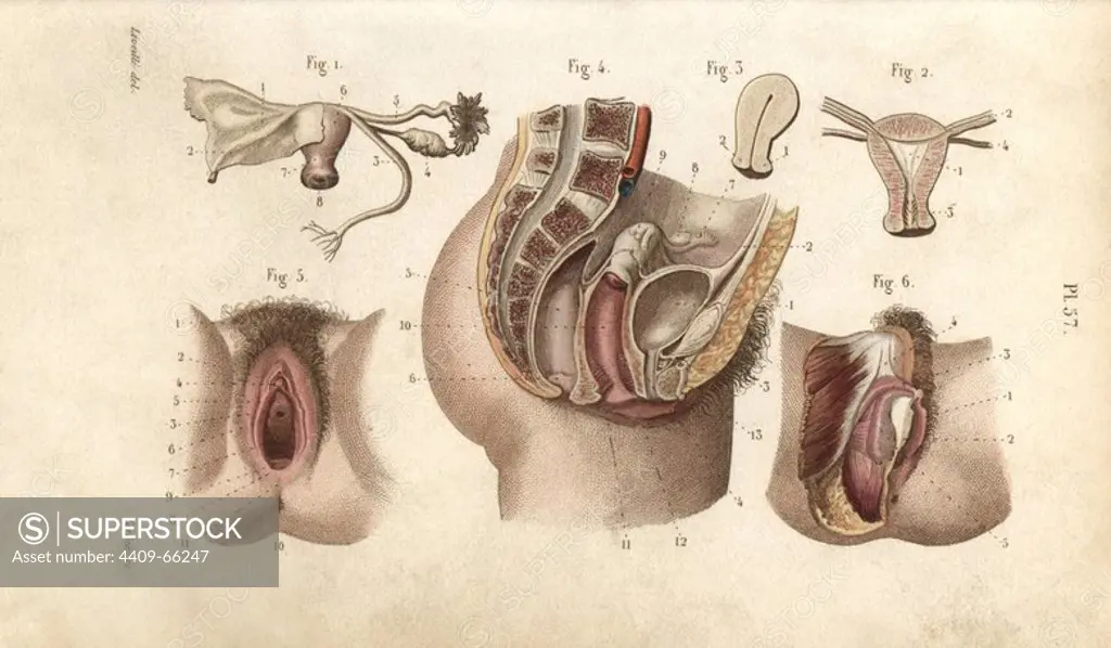 Female genital organs. Handcolored steel engraving by Giraud of a drawing by Leveille from Dr. Joseph Nicolas Masse's "Petit Atlas complet d'Anatomie descriptive du Corps Humain," Paris, 1864, published by Mequignon-Marvis. Masse's "Pocket Anatomy of the Human Body" was first published in 1848 and went through many editions.