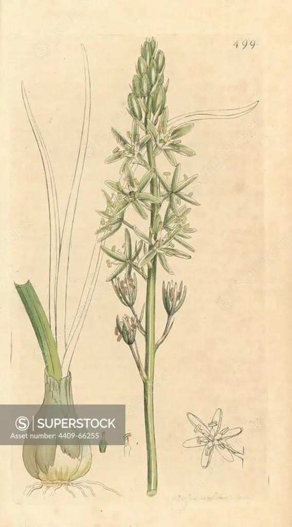 Spiked star of Bethlehem, Ornithagalum pyrenaicum. Handcoloured copperplate engraving from a drawing by James Sowerby for Smith's "English Botany," London, 1799. Sowerby was a tireless illustrator of natural history books and illustrated books on botany, mycology, conchology and geology.