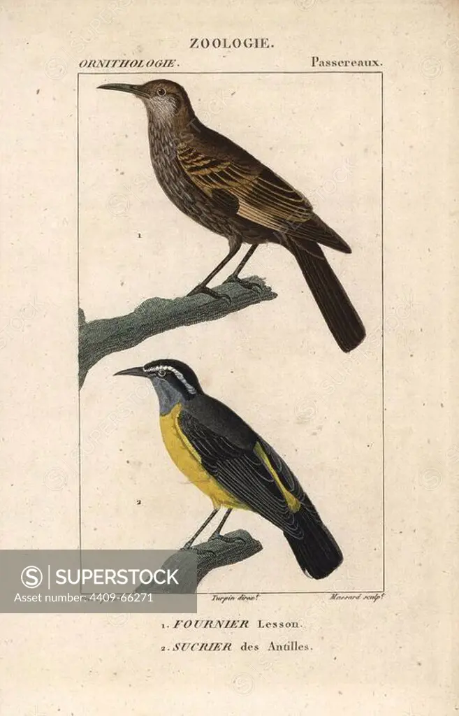 Dark-bellied cinclodes, Cinclodes patagonicus, and bananaquit, Coereba flaveola. Handcoloured copperplate stipple engraving from Dumont de Sainte-Croix's "Dictionary of Natural Science: Ornithology," Paris, France, 1816-1830. Illustration by J. G. Pretre, engraved by Massard, directed by Pierre Jean-Francois Turpin, and published by F.G. Levrault. Jean Gabriel Pretre (1780~1845) was painter of natural history at Empress Josephine's zoo and later became artist to the Museum of Natural History. Turpin (1775-1840) is considered one of the greatest French botanical illustrators of the 19th century.