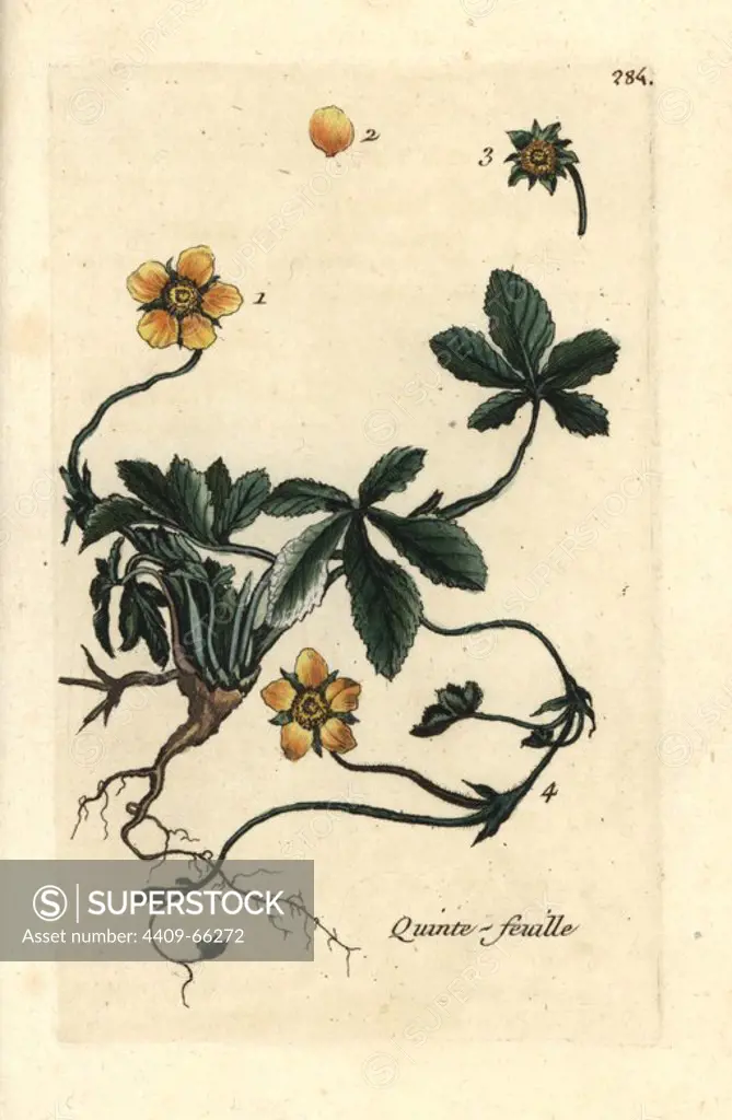 Creeping cinquefoil, Potentilla reptans. Handcoloured botanical drawn and engraved by Pierre Bulliard from his own "Flora Parisiensis," 1776, Paris, P. F. Didot. Pierre Bulliard (1752-1793) was a famous French botanist who pioneered the three-colour-plate printing technique. His introduction to the flowers of Paris included 640 plants.