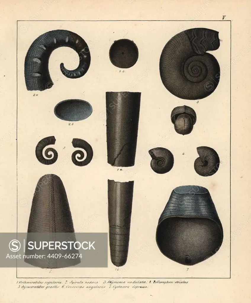 Fossils of extinct cephalopods and ammonoids: Orthoceratites regularis; Spirula nodosa; Clymenia undulata; Bellerophon striatus; Gyroceratites gracilis; Conoceras angulosus; Cyrtocera depressa. Handcoloured lithograph by an unknown artist from Dr. F.A. Schmidt's "Petrefactenbuch," published in Stuttgart, Germany, 1855 by Verlag von Krais & Hoffmann. Dr. Schmidt's "Book of Petrification" introduced fossils and palaeontology to both the specialist and general reader.