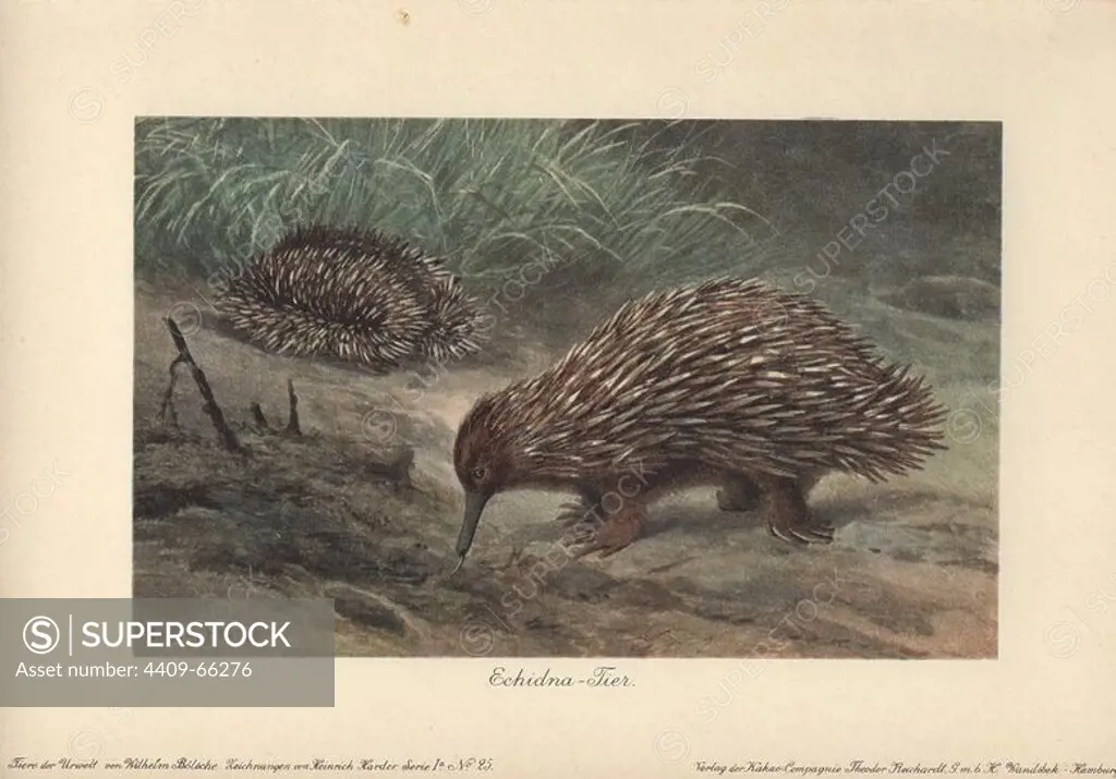 Short-beaked Echidna (Tachyglossus aculeatus) or Spiny Anteater foraging for food on the ground.. Colour printed illustration by Heinrich Harder from "Tiere der Urwelt" Animals of the Prehistoric World, 1916, Hamburg. Heinrich Harder (1858-1935) was a German landscape artist and book illustrator. From a series of prehistoric creature cards published by the Reichardt Cocoa company. Natural historian Wilhelm Bolsche wrote the descriptive text.