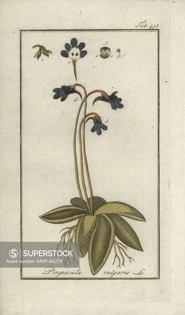 Common butterwort, Pinguicula vulgaris. Handcoloured copperplate botanical engraving from Johannes Zorn's "Afbeelding der Artseny-Gewassen," Jan Christiaan Sepp, Amsterdam, 1796. Zorn first published his illustrated medical botany in Nurnberg in 1780 with 500 plates, and a Dutch edition followed in 1796 published by J.C. Sepp with an additional 100 plates. Zorn (1739-1799) was a German pharmacist and botanist who collected medical plants from all over Europe for his "Icones plantarum medicinalium" for apothecaries and doctors.