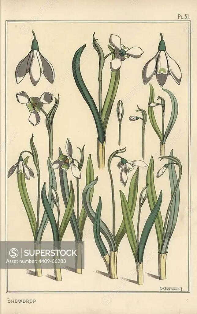 Botanical illustration of a snowdrop, Galanthus nivalis. Lithograph by Verneuil with pochoir (stencil) handcoloring from Eugene Grasset's Plants and their Application to Ornament, Paris, 1897. Grasset (1841-1917) was a Swiss artist whose innovative designs inspired the art nouveau movement at the end of the 19th century.