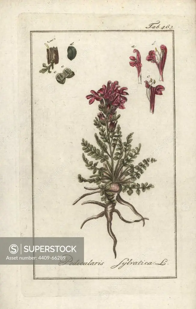 Common lousewort, Pedicularis sylvatica. Handcoloured copperplate botanical engraving from Johannes Zorn's "Afbeelding der Artseny-Gewassen," Jan Christiaan Sepp, Amsterdam, 1796. Zorn first published his illustrated medical botany in Nurnberg in 1780 with 500 plates, and a Dutch edition followed in 1796 published by J.C. Sepp with an additional 100 plates. Zorn (1739-1799) was a German pharmacist and botanist who collected medical plants from all over Europe for his "Icones plantarum medicinalium" for apothecaries and doctors.