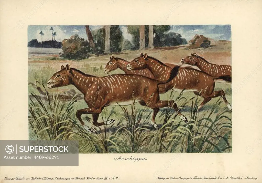 Mesohippus, extinct genus of early horse that lived from the Eocene to Oligocene epoch. Colour printed (chromolithograph) illustration by Heinrich Harder from "Tiere der Urwelt" Animals of the Prehistoric World, 1916, Hamburg. Heinrich Harder (1858-1935) was a German landscape artist and book illustrator. From a series of prehistoric creature cards published by the Reichardt Cocoa company. Natural historian Wilhelm Bolsche wrote the descriptive text.