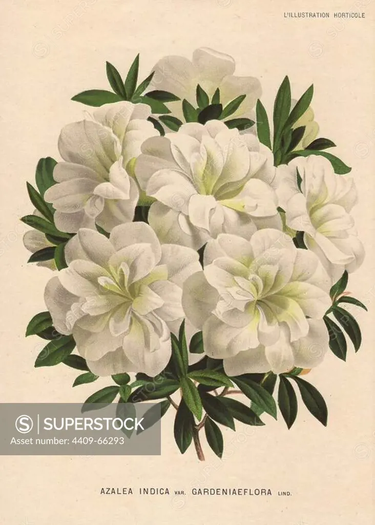 White azalea. Azalea indica var. gardeniaeflora Lind.. Chromolithographed illustration from Jean Linden's "L'Illustration Horticole" 1882.