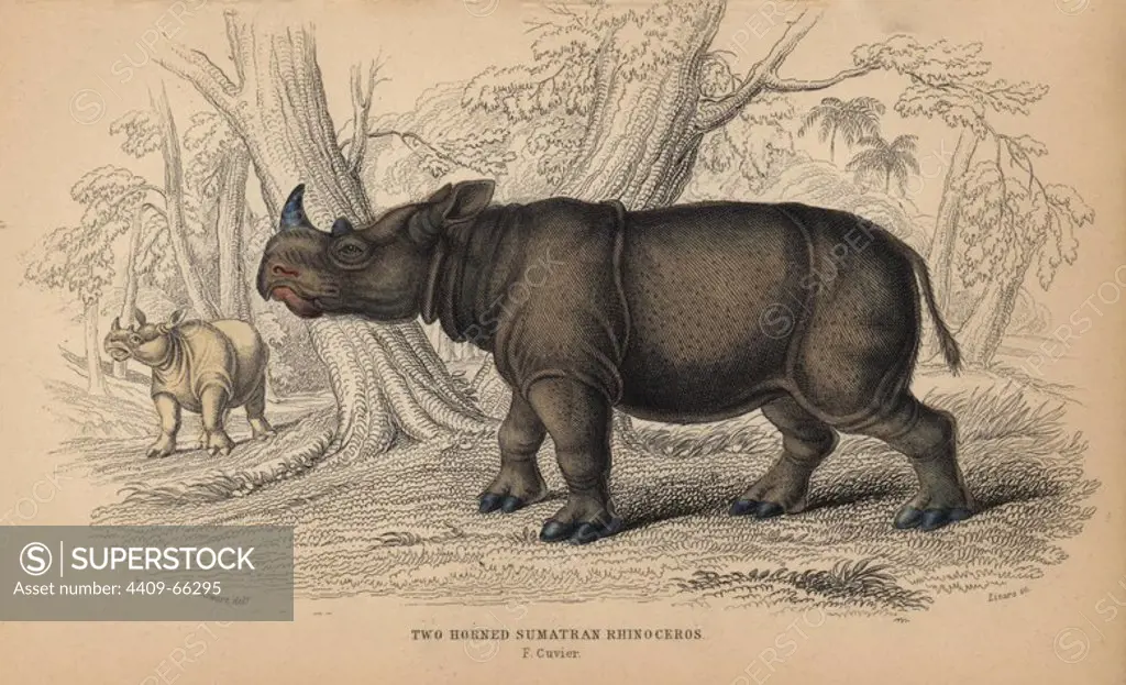 Two-horned Sumatran rhinoceros, Dicerorhinus sumatrensis, critically endangered. Handcoloured engraving on steel by William Lizars from a drawing by James Stewart from Sir William Jardine's "Naturalist's Library: Mammalia, Pachydermes or Thick-Skinned Quadrupeds" published by W. H. Lizars, Edinburgh, 1836.