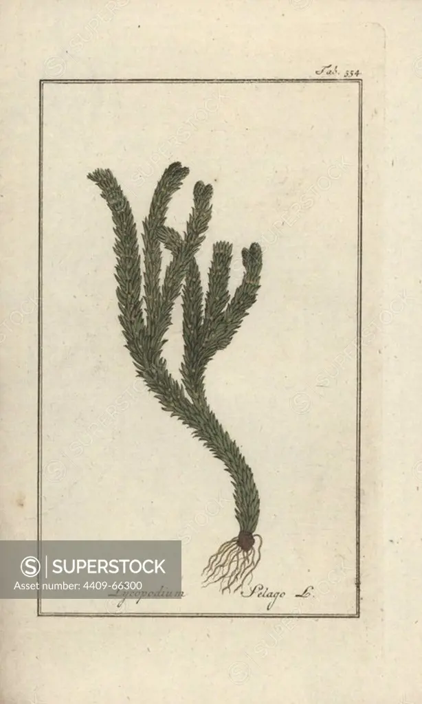 Clubmoss or groundpine, Lycopodium clavatum. Handcoloured copperplate botanical engraving from Johannes Zorn's "Afbeelding der Artseny-Gewassen," Jan Christiaan Sepp, Amsterdam, 1796. Zorn first published his illustrated medical botany in Nurnberg in 1780 with 500 plates, and a Dutch edition followed in 1796 published by J.C. Sepp with an additional 100 plates. Zorn (1739-1799) was a German pharmacist and botanist who collected medical plants from all over Europe for his "Icones plantarum medicinalium" for apothecaries and doctors.