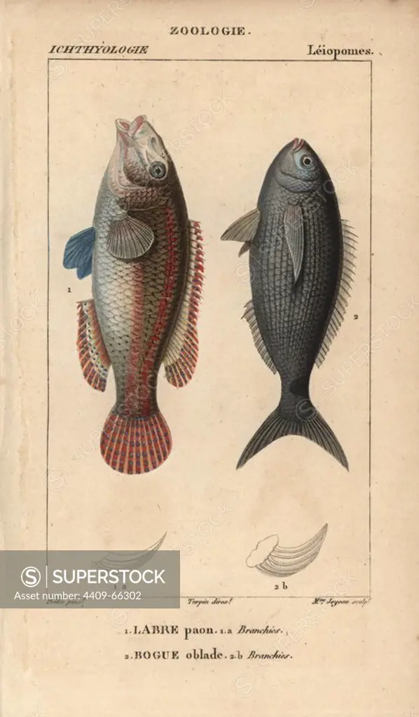 Ornate wrasse, labre paon, Thalassoma pavo, and bogue, oblade, Boops boops. Handcoloured copperplate stipple engraving from Jussieu's "Dictionnaire des Sciences Naturelles" 1816-1830. The volumes on fish and reptiles were edited by Hippolyte Cloquet, natural historian and doctor of medicine. Illustration by J.G. Pretre, engraved by Madame Joyeau, directed by Turpin, and published by F. G. Levrault. Jean Gabriel Pretre (1780~1845) was painter of natural history at Empress Josephine's zoo and later became artist to the Museum of Natural History.