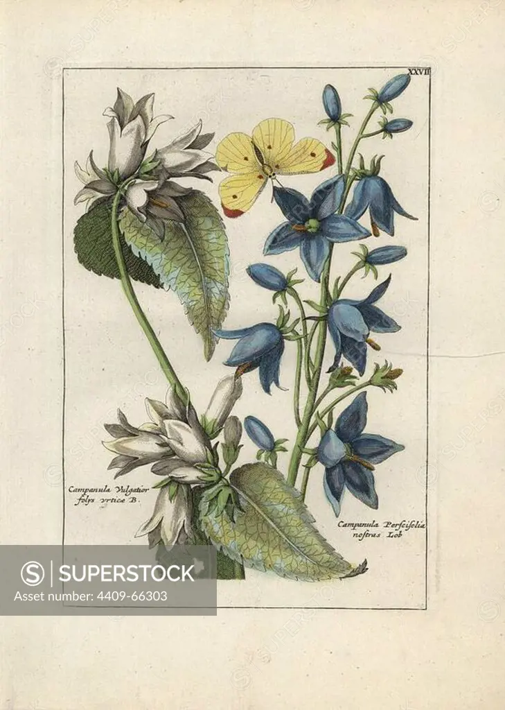 Peach leaved bellflower, Campanula perscifolia, and nettle-leaved bellflower, Campanula trachelium, with a butterfly. Handcoloured copperplate botanical engraving from "Nederlandsch Bloemwerk" (Dutch Flower Arrangements), Amsterdam, J.B. Elwe, 1794. Illustration copied from a work by one of the outstanding French flower painters of the 17th century, Nicolas Robert (1614-1685), entitled "Variae ac multiformes florum species.. Diverses fleurs," Paris, 1660.