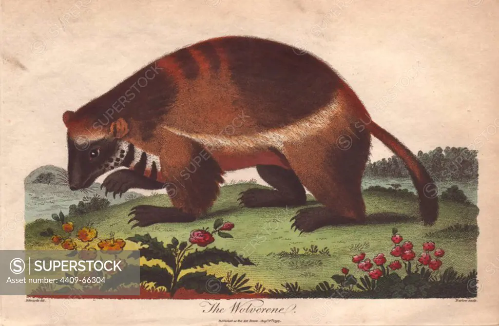 Wolverine or Gulo gulo.. Hand-colored copperplate engraving from a drawing by George Edwards from Ebenezer Sibly's "Universal System of Natural History" 1794. The prolific Sibly published his Universal System of Natural History in 1794~1796 in five volumes covering the three natural worlds of fauna, flora and geology. The series included illustrations of mythical beasts such as the sukotyro and the mermaid, and depicted sloths sitting on the ground (instead of hanging from trees) and a domesticated female orang utan wearing a bandana. The engravings were by J. Pass, J. Chapman and Barlow copied from original drawings by famous natural history artists George Edwards, Albertus Seba, Maria Sybilla Merian, and Johann Ihle.