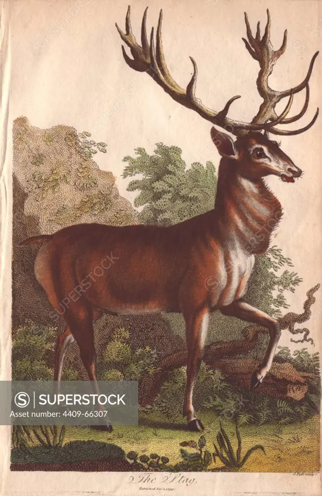 Stag deer Cervus elaphus. Hand-colored copperplate engraving from a drawing by Johann Ihle from Ebenezer Sibly's "Universal System of Natural History" 1794. The prolific Sibly published his Universal System of Natural History in 1794~1796 in five volumes covering the three natural worlds of fauna, flora and geology. The series included illustrations of mythical beasts such as the sukotyro and the mermaid, and depicted sloths sitting on the ground (instead of hanging from trees) and a domesticated female orang utan wearing a bandana. The engravings were by J. Pass, J. Chapman and Barlow copied from original drawings by famous natural history artists George Edwards, Albertus Seba, Maria Sybilla Merian, and Johann Ihle.