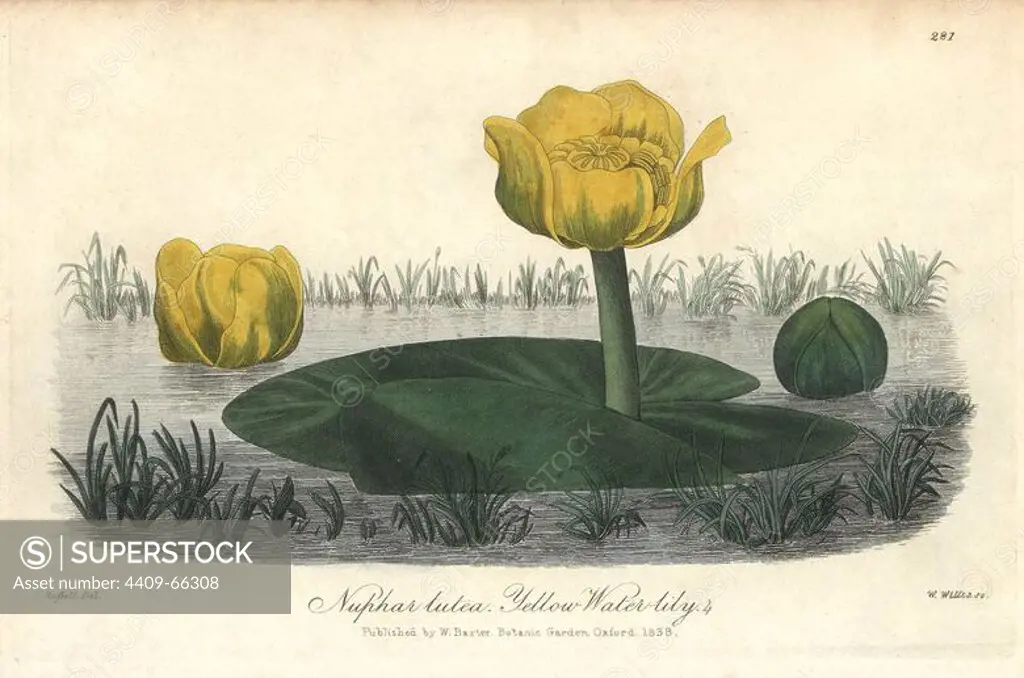 Yellow waterlily, Nuphar lutea. Handcoloured copperplate engraved by W. Willis from a drawing by Isaac Russell from William Baxter's "British Phaenogamous Botany," Oxford, 1838. Scotsman William Baxter (1788-1871) was the curator of the Oxford Botanic Garden from 1813 to 1854.
