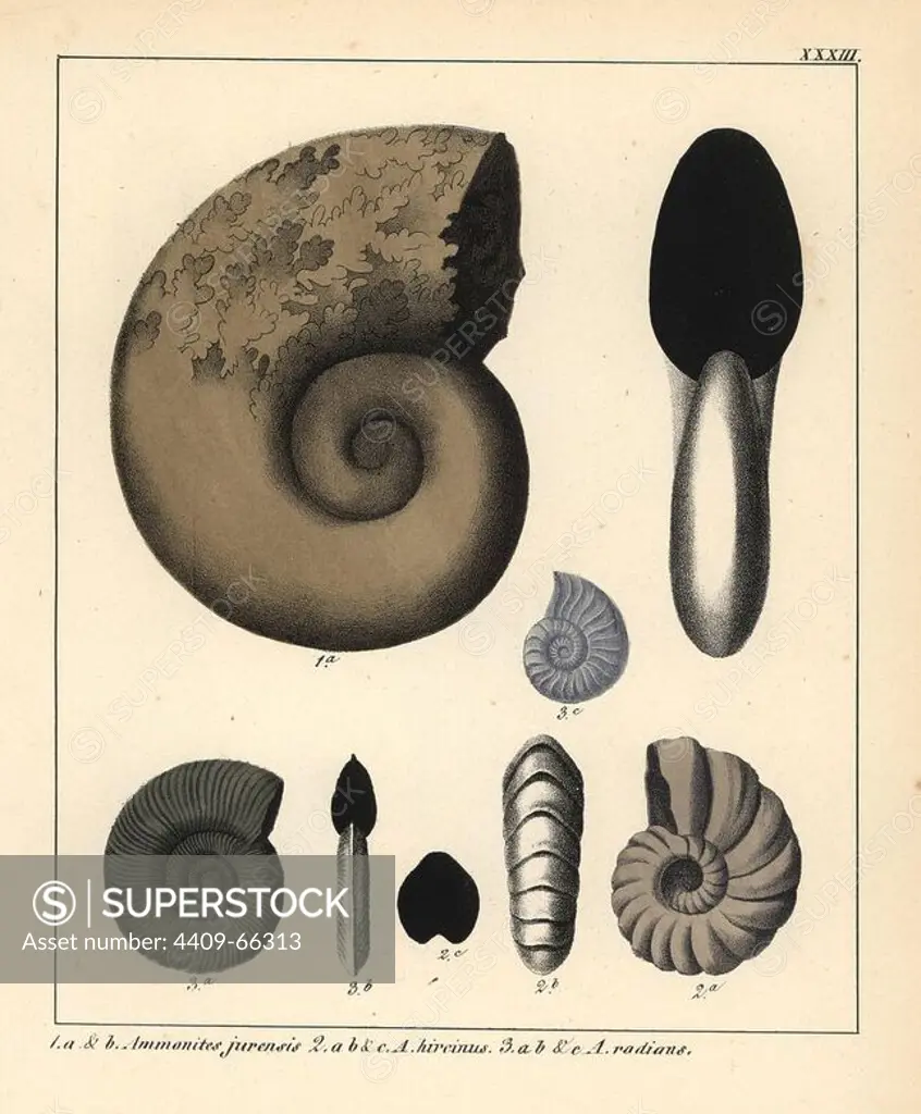 Extinct fossil gastropods: Ammonites jurensis, A. hircinus and A. radians. Handcoloured lithograph by an unknown artist from Dr. F.A. Schmidt's "Petrefactenbuch," published in Stuttgart, Germany, 1855 by Verlag von Krais & Hoffmann. Dr. Schmidt's "Book of Petrification" introduced fossils and palaeontology to both the specialist and general reader.