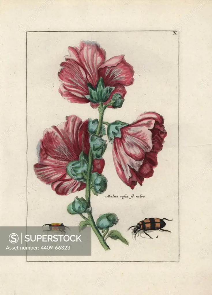 Musk mallow, Malva moschata rosea, and beetles. Handcoloured copperplate botanical engraving from "Nederlandsch Bloemwerk" (Dutch Flower Arrangements), Amsterdam, J.B. Elwe, 1794. The artist of the fine plates is a mystery: the title bouquet has the signature of Paul Theodor van Brussel (1754-1795), the Dutch flower painter, and one auricula is "drawn from life" by A. Bres. According to Hunt, 30 plates show the influence of the famous French artist Nicolas Robert (1614-1685).