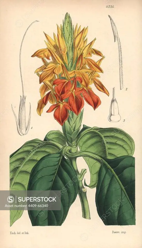Orange aphelandra, Aphelandra aurantiaca. Hand-coloured botanical illustration drawn and lithographed by Walter Hood Fitch for Sir William Jackson Hooker's "Curtis's Botanical Magazine," London, Reeve Brothers, 1846. Fitch (1817~1892) was a tireless Scottish artist who drew over 2,700 lithographs for the "Botanical Magazine" starting from 1834.