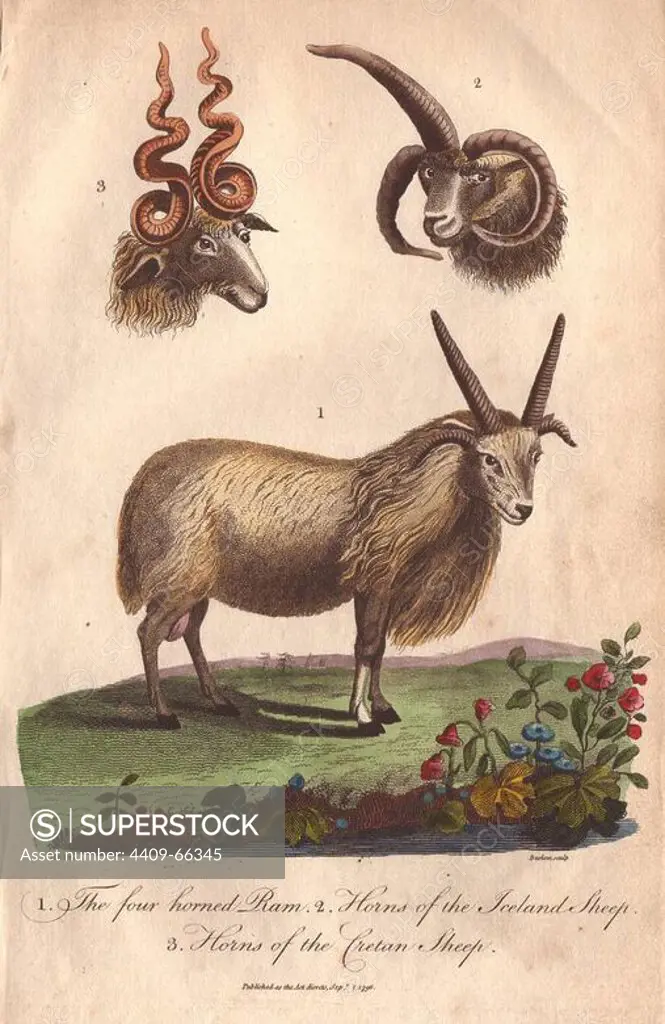 Four-horned ram (Ovis aries) and horns of the Iceland sheep and Cretan sheep. Hand-colored copperplate engraving from a drawing by Johann Ihle from Ebenezer Sibly's "Universal System of Natural History" 1794. The prolific Sibly published his Universal System of Natural History in 1794~1796 in five volumes covering the three natural worlds of fauna, flora and geology. The series included illustrations of mythical beasts such as the sukotyro and the mermaid, and depicted sloths sitting on the ground (instead of hanging from trees) and a domesticated female orang utan wearing a bandana. The engravings were by J. Pass, J. Chapman and Barlow copied from original drawings by famous natural history artists George Edwards, Albertus Seba, Maria Sybilla Merian, and Johann Ihle.
