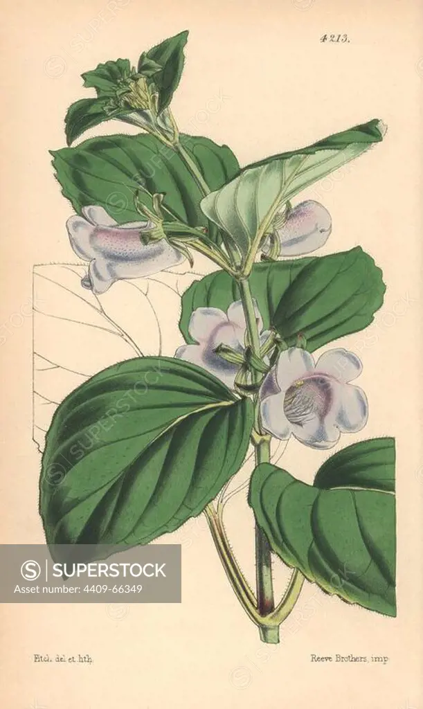 Pale flowered gloxinia, Gloxinia pallidiflora. Hand-coloured botanical illustration drawn and lithographed by Walter Hood Fitch for Sir William Jackson Hooker's "Curtis's Botanical Magazine," London, Reeve Brothers, 1846. Fitch (1817~1892) was a tireless Scottish artist who drew over 2,700 lithographs for the "Botanical Magazine" starting from 1834.
