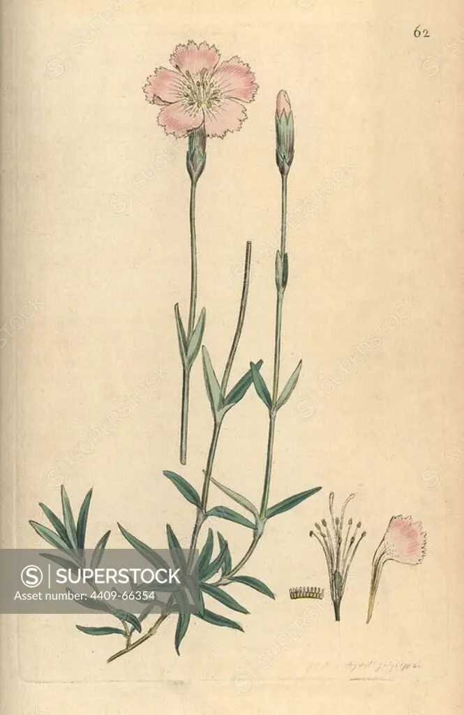 Mountain pink, Dianthus caesius. Handcoloured copperplate engraving from a drawing by James Sowerby for Smith's "English Botany," London, 1792. Sowerby was a tireless illustrator of natural history books and illustrated books on botany, mycology, conchology and geology.