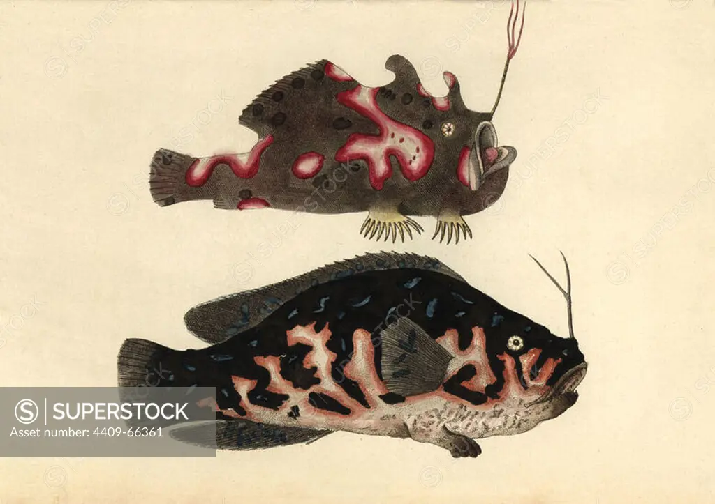 The warty or clown frogfish, Antennarius maculatus, changes colour to match the surrounding corals and sponges (top). The fish below, named the Lophius marmoratus or Marbled Lophius by Shaw, is either extinct or a fictitious fish. Illustration unsigned (George Shaw and Frederick Nodder).. Handcolored copperplate engraving from George Shaw and Frederick Nodder's "The Naturalist's Miscellany" 1794.. Frederick Polydore Nodder (1751~1801) was a gifted natural history artist and engraver. Nodder honed his draftsmanship working on Captain Cook and Joseph Banks' Florilegium and engraving Sydney Parkinson's sketches of Australian plants. He was made "botanic painter to her majesty" Queen Charlotte in 1785. Nodder also drew the botanical studies in Thomas Martyn's Flora Rustica (1792) and 38 Plates (1799). Most of the 1,064 illustrations of animals, birds, insects, crustaceans, fishes, marine life and microscopic creatures for the Naturalist's Miscellany were drawn, engraved and published by F