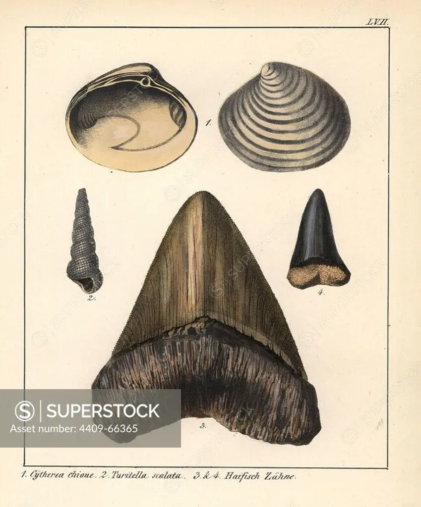 Fossil smooth clam Cytheria chione, sea snail Turitella scalata and shark teeth. Lithograph by an unknown artist from Dr. F.A. Schmidt's "Petrefactenbuch," published in Stuttgart, Germany, 1855 by Verlag von Krais & Hoffmann. Dr. Schmidt's "Book of Petrification" introduced fossils and palaeontology to both the specialist and general reader.