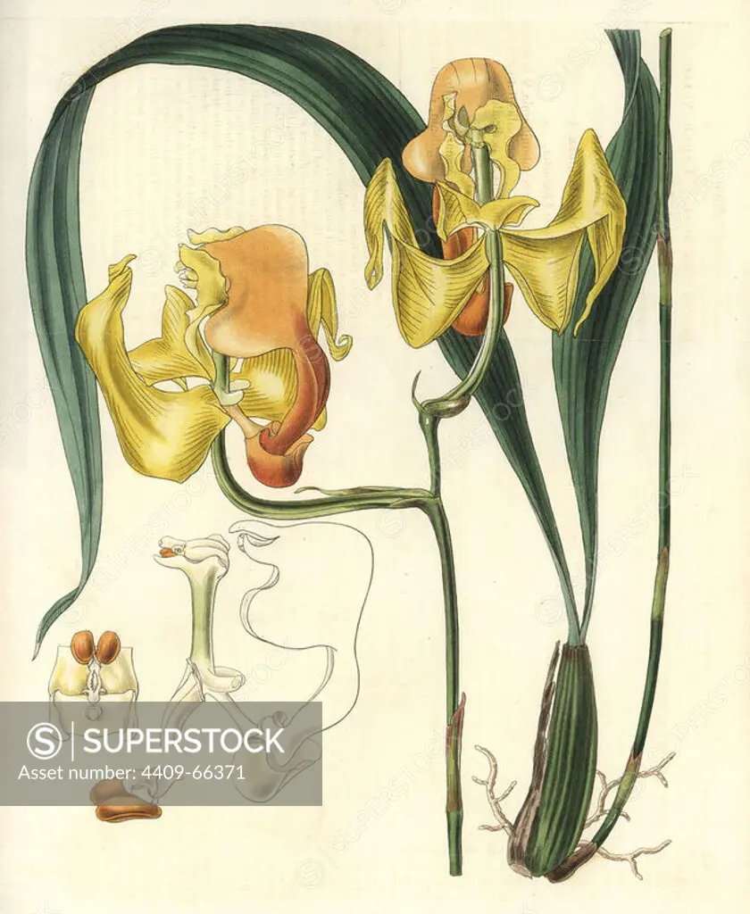 Gongora speciosa. Large yellow-flowered gongora orchid. Illustration by WJ Hooker, engraved by Swan. Handcolored copperplate engraving from William Curtis's "The Botanical Magazine" 1827.. William Jackson Hooker (1785-1865) was an English botanist, writer and artist. He was Regius Professor of Botany at Glasgow University, and editor of Curtis' "Botanical Magazine" from 1827 to 1865. In 1841, he was appointed director of the Royal Botanic Gardens at Kew, and was succeeded by his son Joseph Dalton. Hooker documented the fern and orchid crazes that shook England in the mid-19th century in books such as "Species Filicum" (1846) and "A Century of Orchidaceous Plants" (1849). A gifted botanical artist himself, he wrote and illustrated "Flora Exotica" (1823) and several volumes of the "Botanical Magazine" after 1827.
