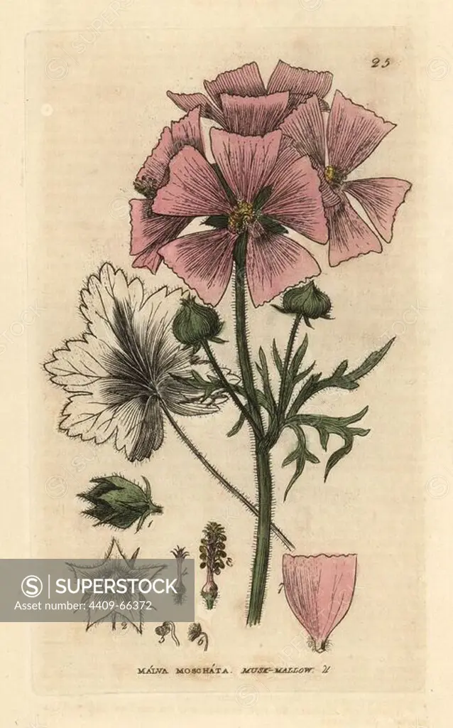 Musk mallow, Malva moschata. Handcoloured copperplate engraving from a drawing by Isaac Russell from William Baxter's "British Phaenogamous Botany" 1834. Scotsman William Baxter (1788-1871) was the curator of the Oxford Botanic Garden from 1813 to 1854.