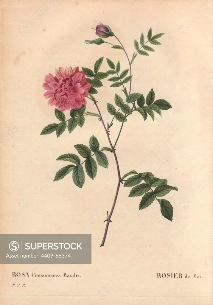 May Rose with fluffy pink flowers (Rosa cinnamomea maialis).. Rosier de Mai. Wild throughout Europe; double form of R. majalis.. Hand-colored, octavo-size stipple copperplate engraving from Pierre Joseph Redoute's "Les Roses" 1828.
