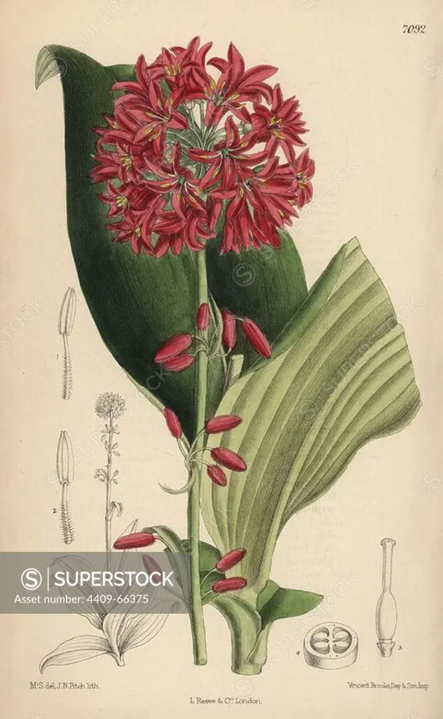 Clintonia andrewsiana, bead lily native to California. Hand-coloured botanical illustration drawn by Matilda Smith and lithographed by John Nugent Fitch from Joseph Dalton Hooker's "Curtis's Botanical Magazine," 1889, L. Reeve & Co. A second-cousin and pupil of Sir Joseph Dalton Hooker, Matilda Smith (1854-1926) was the main artist for the Botanical Magazine from 1887 until 1920 and contributed 2,300 illustrations.