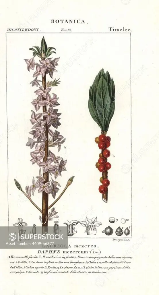 Mezereon, Daphne mezereum. Handcoloured copperplate stipple engraving from Jussieu's "Dictionary of Natural Science," Florence, Italy, 1837. Illustration by Pierre Jean-Francois Turpin, and published by Batelli e Figli. Turpin (1775-1840) is considered one of the greatest French botanical illustrators of the 19th century.