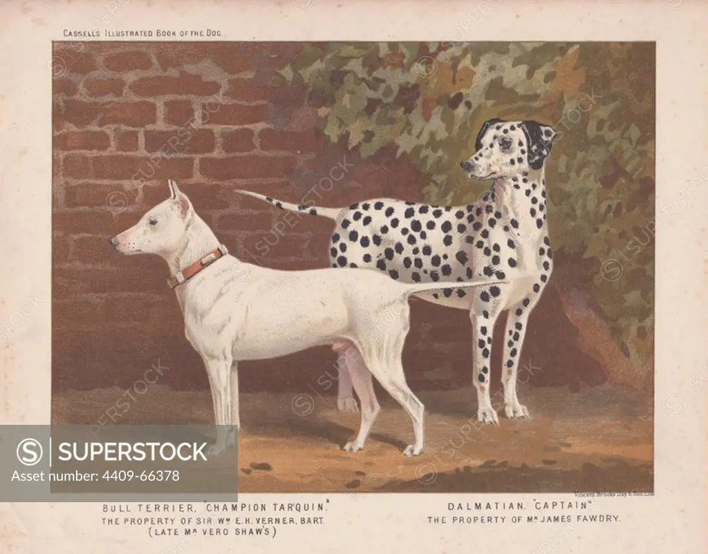 Bull Terrier "Champion Tarquin" and spotted Dalmatian "Captain." Fine chromolithograph from Cassell's "Illustrated Book of the Dog" 1881. Author Vero Kemball Shaw (1854-1905) wrote many books about dogs and horses, and encyclopedic guides to kennels, stables and poultry yards.