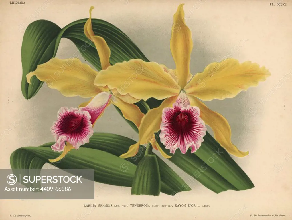 Yellow and crimson orchid. Sophronitis tenebrosa. Laelia grandis Ldl. var. Tenebrosa hort. sub-var. Rayon d'Or L. Lind.. Illustration by C. de Bruyne, chromolithograph by P. de Pannemaeker and son, for Jean Linden's "L'Illustration Horticole" published in Ghent in 1880s. Jean Linden (1817-1898) was a Belgian explorer, horticulturist, scientist and publisher of botanical books.